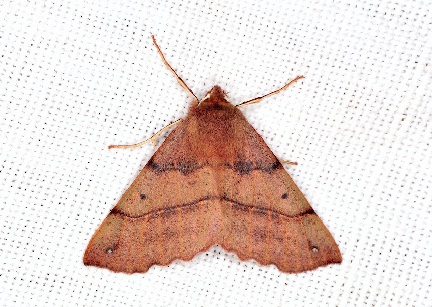 Colotois pennaria